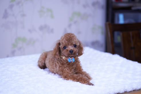販売中のティーカッププードルの親犬